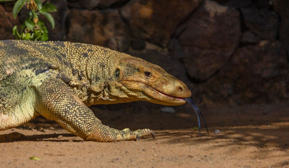 Oasis Wildlife Fuerteventura