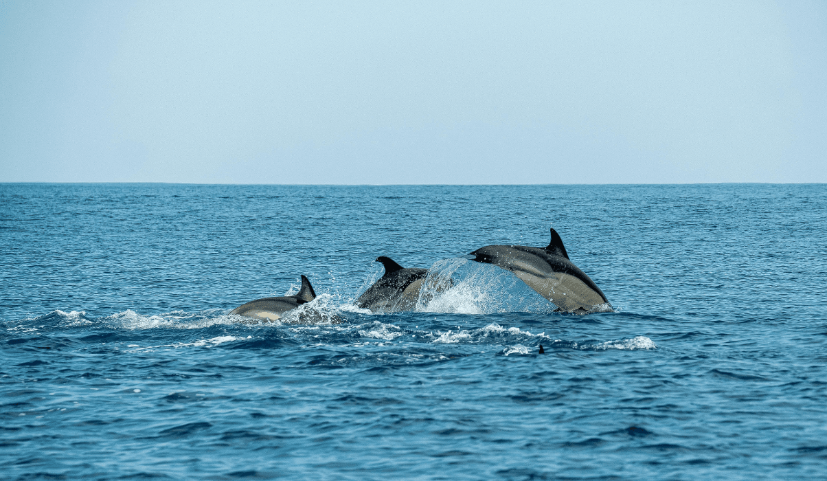 Boat Trips and Dolphin Watching