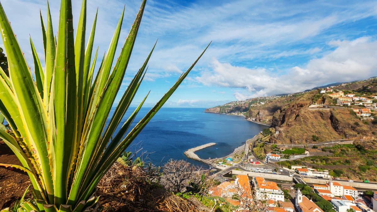 A breathtaking view of Madeira’s coastline featuring sharp cliffs, a vibrant seaside town, and a foreground of green agave plants under a blue sky.