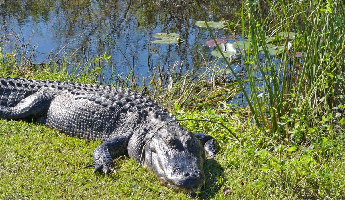 The Everglades