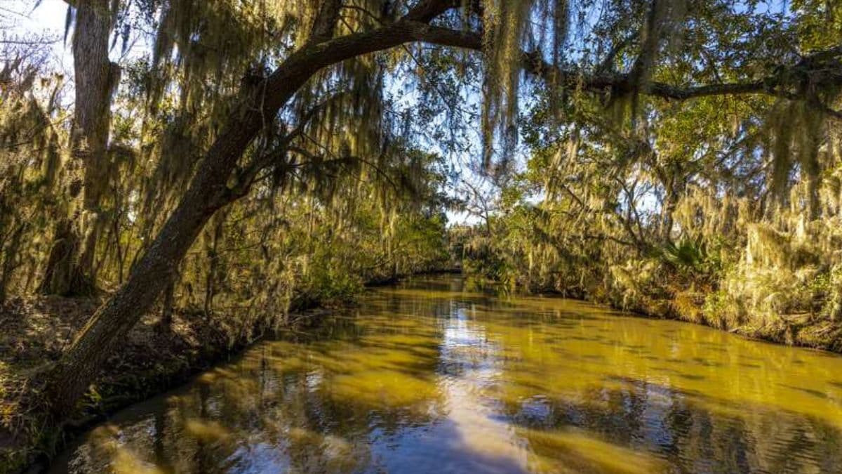 Swamp & Plantation Tours