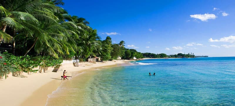 A serene tropical beach in Barbados with golden sand, clear turquoise water, and lush palm trees lining the shore under a bright blue sky, as people enjoy a peaceful swim and stroll along the coast.